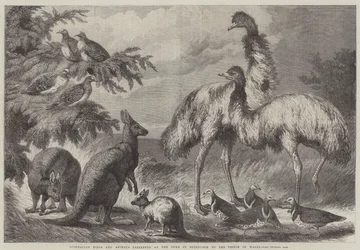 Australische Vögel und Tiere, präsentiert vom Herzog von Edinburgh an den Prinzen von Wales
